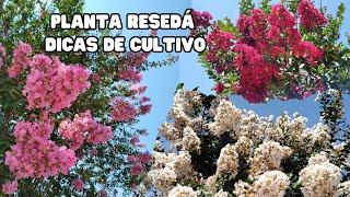 RESEDÁ - Uma planta ideal para as calçadas / Dicas de cultivo / Jardinagem