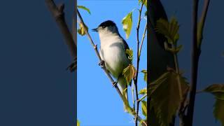 The male Blackcap's rich song - UK Bird Sounds #shorts