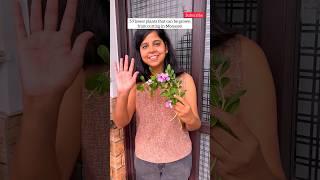 5 Flowers Plants to grow in monsoon  #yt #relatable #plants #garden #youtubeshorts #flowers #diy