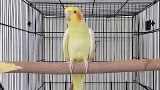 Male Cockatiel Singing Sounds | Cockatiel Calls | Cockatiel Whistling