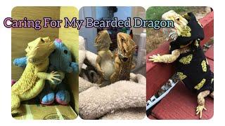 Amazing Reptile Lovers Most Popular Bearded Dragon Pet In Action! | Cute Pets Bonding