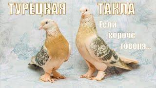 ТУРЕЦКАЯ ТАКЛА/если короче говоря...