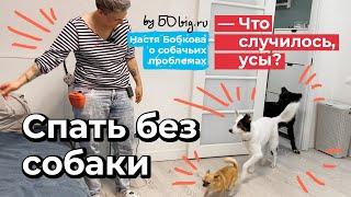 Что случилось, усы? Спать без собаки: как научить не ходить в спальню