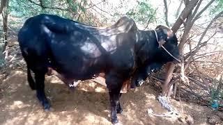 #cow #bull #kboy #animal #cowlovers #viral #viralvideo