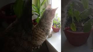 Охота за птицами#котик#охотник#чипкот#чипилена#чипиккот#cat#catvideo#catlover#cats#