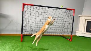 Goalkeeper Cat Got Snubbed from World Cup!