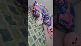 ang cute na shih tzu hinahanda ang bed nya 