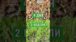 Посевной газон. Сколько нужно времени, чтобы газонная трава выросла? Газон на участке