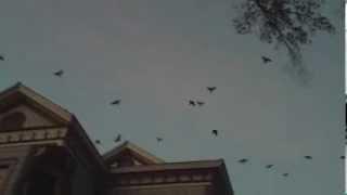 Birds Over Sacramento