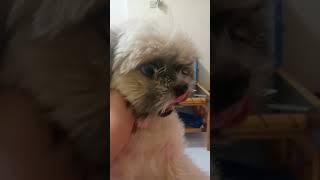 Cookie Keluar Lidah  Kecil Banget Lidah Nya Cute [ Shih Tzu The Family ]