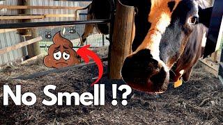 How to Make Deep Bedding System Work With Just ONE Cow - Permaculture Barn