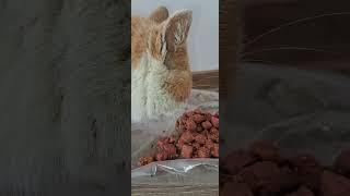 FUNNY PETS - Very cute cat