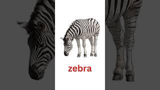 Flashcards:Jungle Animals #shorts #heguru #rightbraineducation #flashcards #kids #shichida