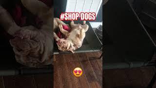 the bulldogs, Livia and Whiskey. The shop dogs. #misbehavingmotorsports #englishbulldog