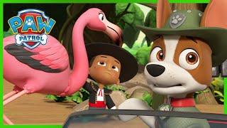 Pups Save a Flamingo Dancer - PAW Patrol Episode - Cartoons for Kids