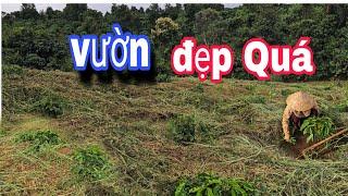 QUÁ ĐẸP...Khu Vườn CÀ PHÊ CON  Bắt Đầu LỘ DIỆN...