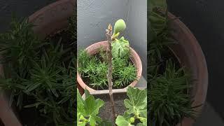 MIRA PA ESO  #higuera #higos #rico #plantas #sunset #garden #azotea