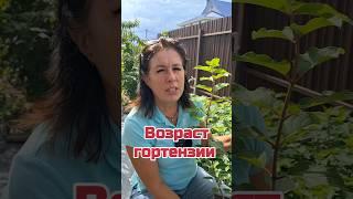 метельчатая гортензия, саженцы 5 месяцев #цветы #гортензия