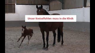 #50 Unser Kreiselfohlen muss in die Klinik