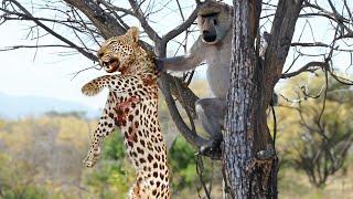 When Baboons Fiercely Attack a Leopard