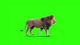 free green screen lion king walk video #greenscreen #freegreenscreen #greenscreenanimal #lionking