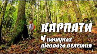 Карпати. Живу один у лісовому будинку серед дикої природи. Черногірський хребет. Праліси.  Ukraine