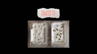 SEEDS GERMINATION 