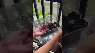 Growing cosmos from seed in recycled egg carton