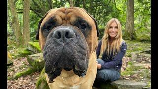 THE BULLMASTIFF - DANGEROUS GAME KEEPERS' GUARD DOG?