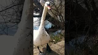 лебедь Любимовка swan