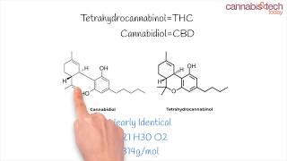 CBD vs. THC - Cannabis & Tech Today