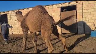 брачное время верблюдов, mating time for camels..