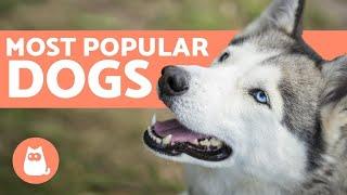 Top 20 Most Popular Dog Names 2021 !!