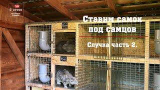 Ставим самок под самцов. Случка часть 2