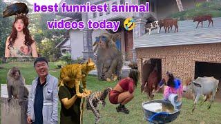 Cute Animals Funny Videos 2024 The Funniest Animals of the Year 