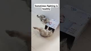 watch till the end #kitten #cute #adoreble #kitty #cat #adorably #cuteanimals #cutepets #turkishcat