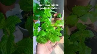 How to grow your juicing ingredients indoors  #indoorgardening #juicingforhealth #growfoodathome