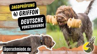 4) Griffon (Deutsche Vorstehhunde) -  Wissen für deine Jagdprüfung