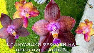 Стимуляция орхидей на цветение. Часть 3. Первые цветоносы #phal #orchid #орхомания #orchidflower