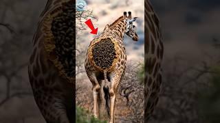 Giraffe Rescue: Bees Built a Hive on Its Neck  | Wildlife Survival Story