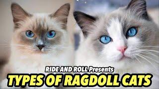 TYPES OF RAGDOLL CATS | RIDE AND ROLL PRESENTS