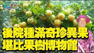 他家後院種滿各種珍奇果樹，堪比博物館，很多果樹大家都沒見過！