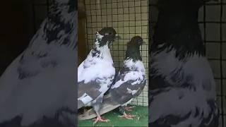 SERBIAN HIGHFLYER , HIGH FLYING PIGEONS CROSS , SERBIAN PIGEON