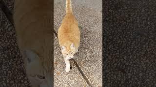 Cute fat red cat meowing Meow and get to me  Funny cats  Beautiful pets  Cute animals 2023 Memes