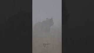 Up CLOSE And PERSONAL With A GRIZZLY BEAR In A Snowstorm 