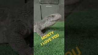 #shorts Monty  #savannahmonitor #savmon #biawak #reptile #reptiler #reptilelover #animalovers
