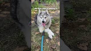 this is your sign!  the secret to happiness  #dogs #husky #shorts #wholesome