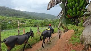 un campo llamado MATA DE CAFE Manabao república dominicana