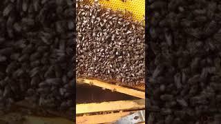 N 2. Как наростить пчелосемьи к раннему взятку.
