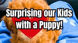 EXCITING DAY FOR OUR FAMILY | HUGE SURPRISE FOR OUR KIDS | DAY IN THE LIFE WITH A PUPPY | TOY POODLE